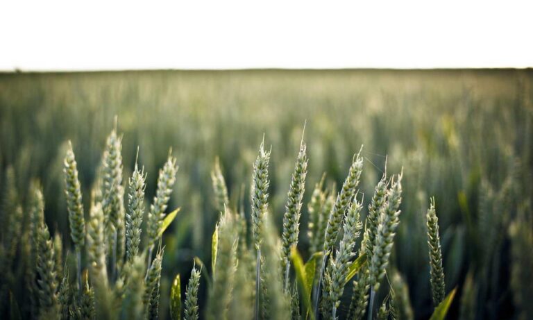 codes error rcsdassk