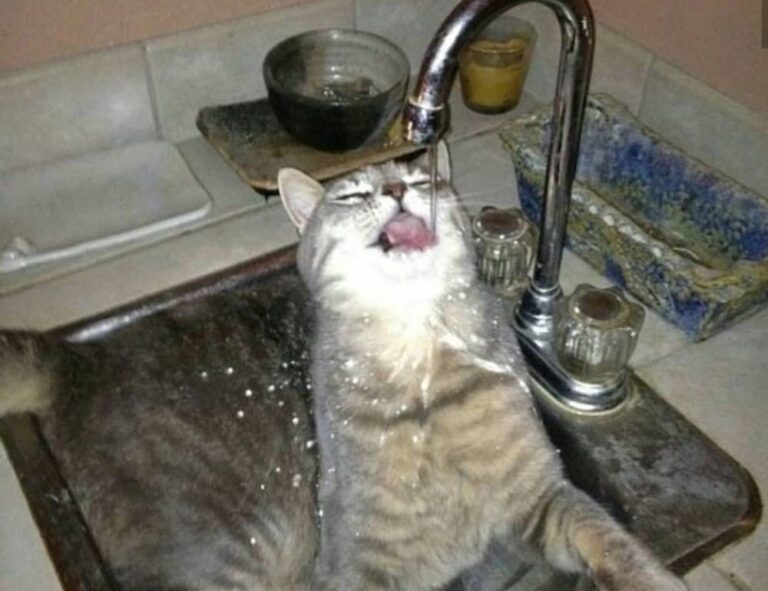 gaming vivid2201 patches