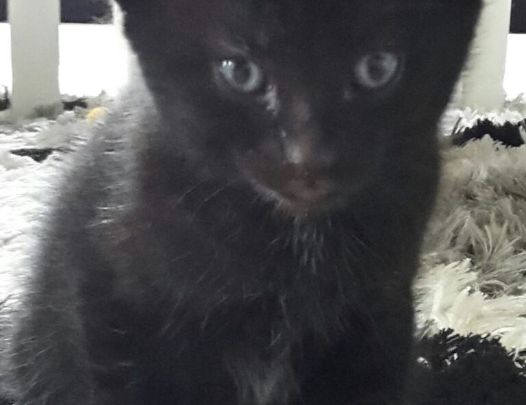 information about foxtpax software