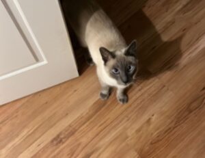 software dowsstrike2045 python