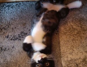 software error rcsdassk