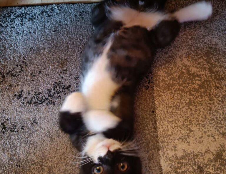 software error rcsdassk