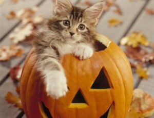 sofware doxfore5 dying