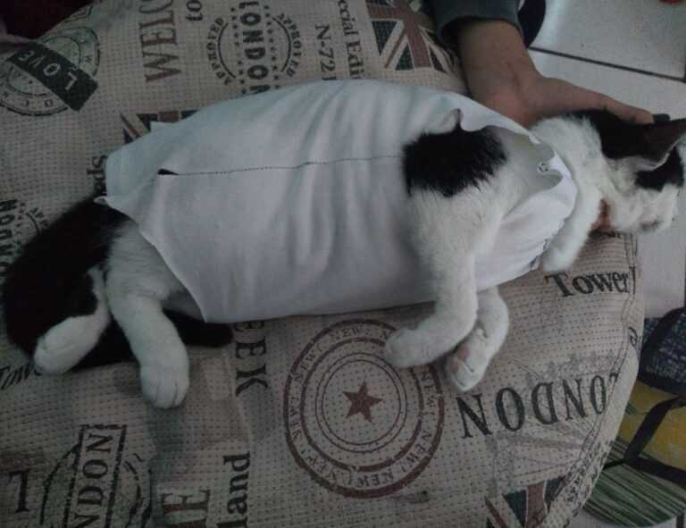 special settings for tgagamestick