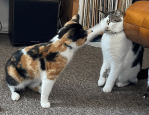 tgagamestick controller