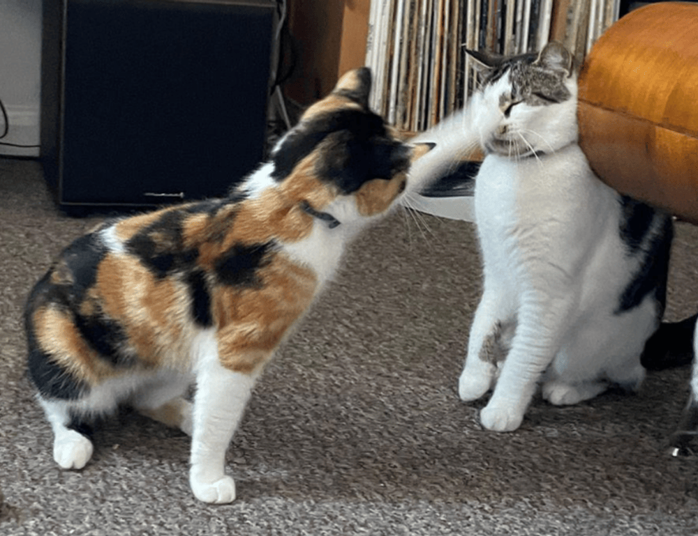 tgagamestick controller