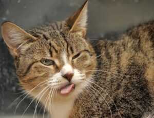 esports vs traditional sports bfncplayer