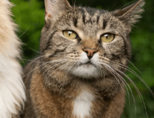 games tgarchirvetech