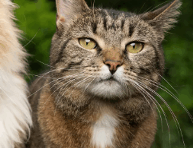 games tgarchirvetech