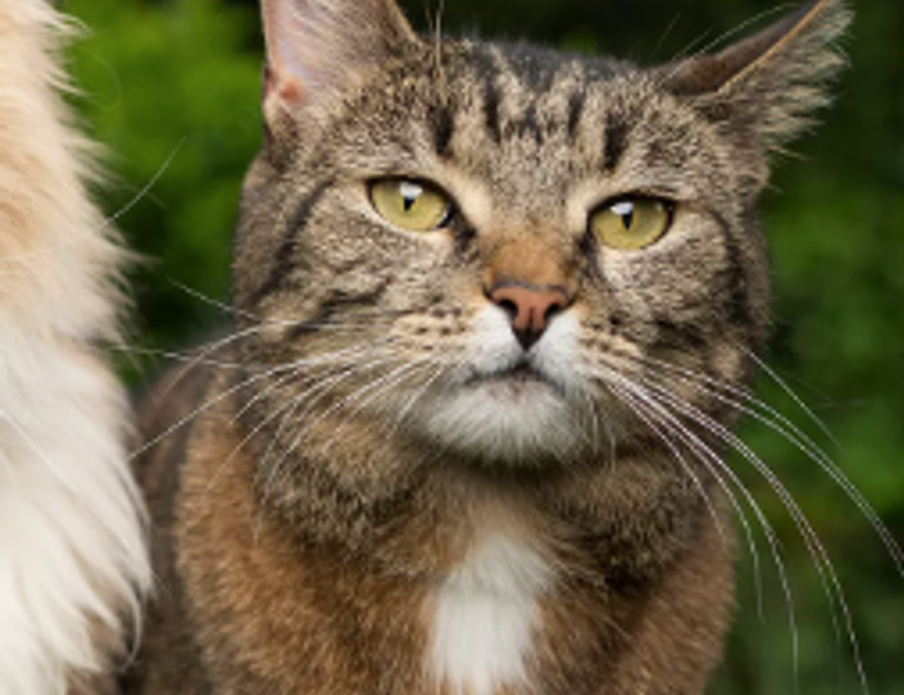 games tgarchirvetech