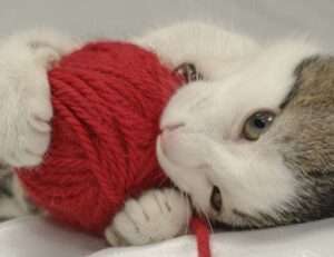 gaming gear scookiegear