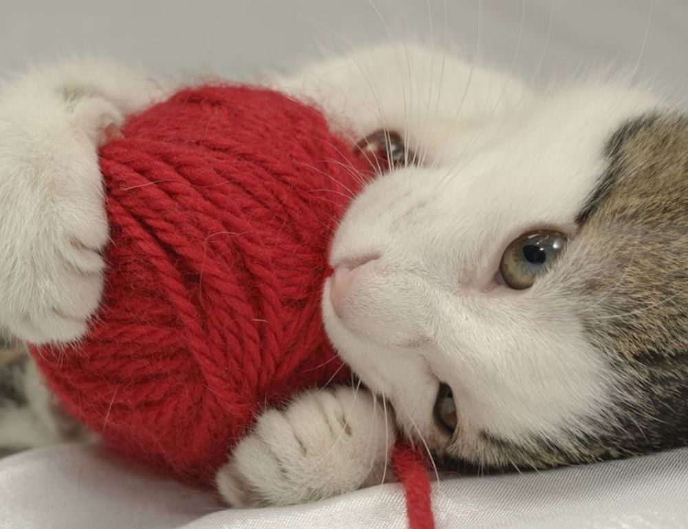 gaming gear scookiegear