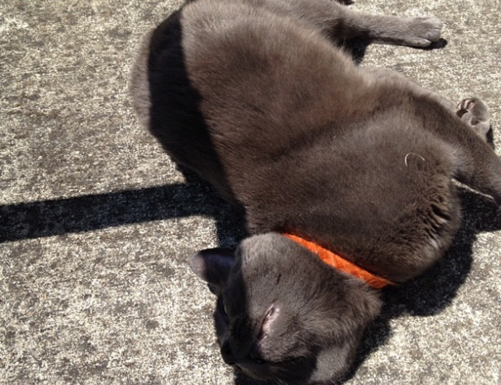 latest updates scookiegear