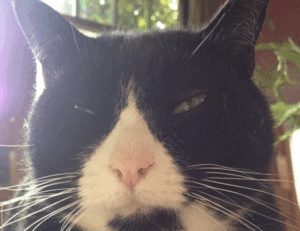 scookiegear latest updates by simcookie