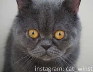 tips playing online bfncplayer