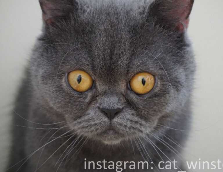 tips playing online bfncplayer