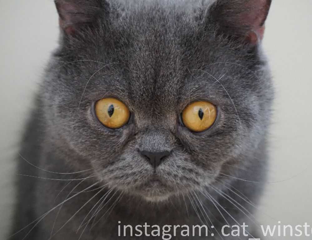 tips playing online bfncplayer