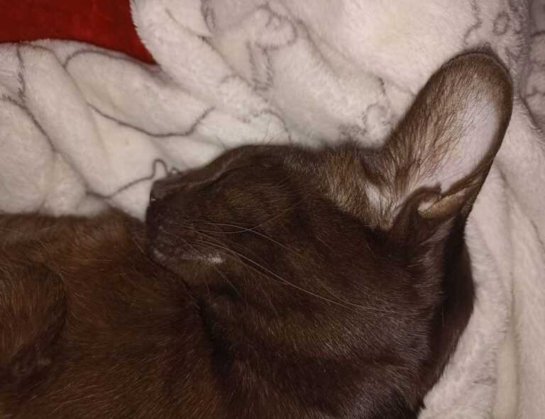 tips playing online slots bfncplayer