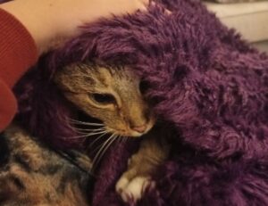 what are the best gaming upgrades scookiegear