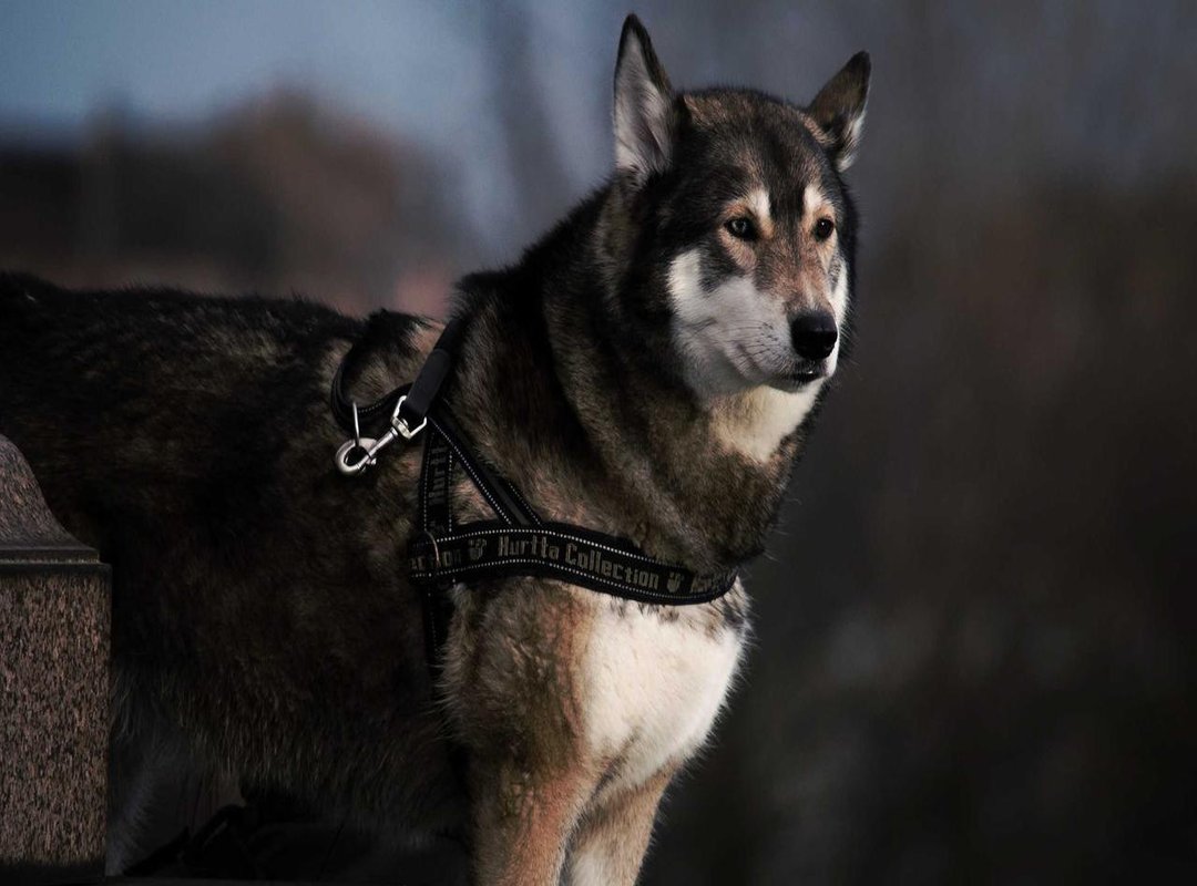 How to Create a D5 Flat Video: A Step-by-Step Walkthrough